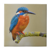 Perching Kingfisher Tegeltje (Voorkant)