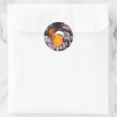Percula Clownfish Ronde Sticker (Tas)