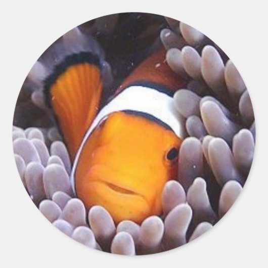 Percula Clownfish Ronde Sticker (Voorkant)