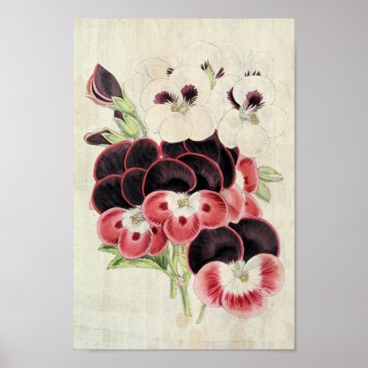  Perdita, Modesty en Garibaldi Pelargoniums Poster (Voorkant)