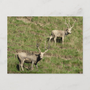 Père David's hert Briefkaart