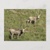 Père David's hert Briefkaart (Voorkant)