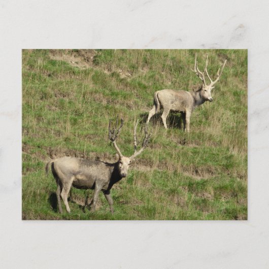 Père David's hert Briefkaart (Voorkant)