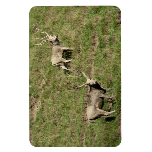 Père David's hert Magneet (Verticaal)