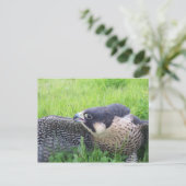 Peregine Falcon in Grass Briefkaart (Staand voorkant)