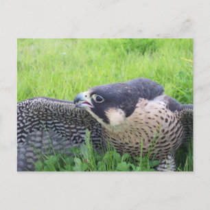 Peregine Falcon in Grass Briefkaart