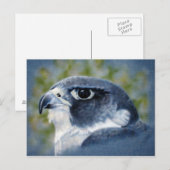 Peregrine Briefkaart (Voorkant / Achterkant)