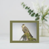 Peregrine Briefkaart (Staand voorkant)