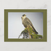 Peregrine Briefkaart (Voorkant)