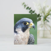 Peregrine de Foto van het Gezicht van de Valk Briefkaart (Staand voorkant)