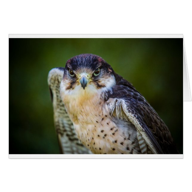 Peregrine Falcon (Voorkant Horizontaal)