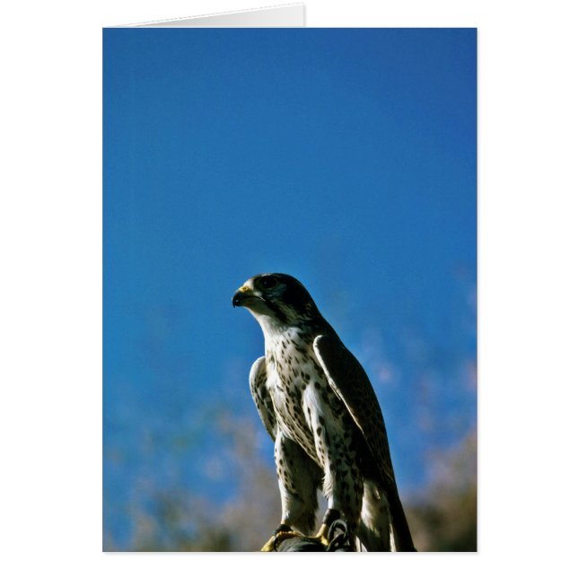 Peregrine Falcon (Voorkant)