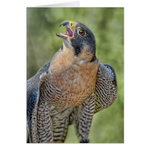 Peregrine Falcon