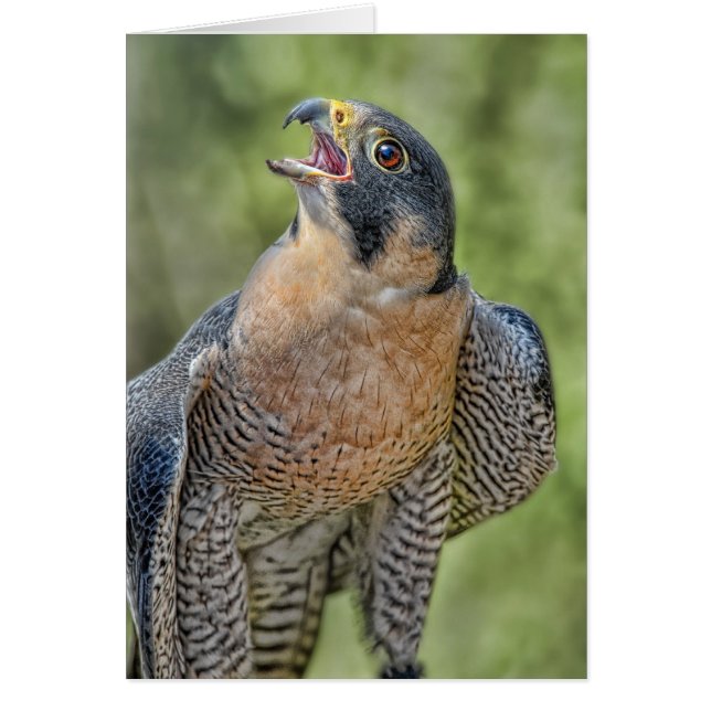 Peregrine Falcon (Voorkant)