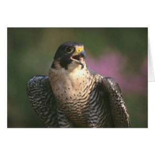 Peregrine Falcon