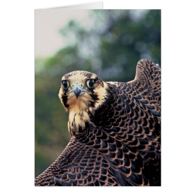 Peregrine Falcon (Voorkant)