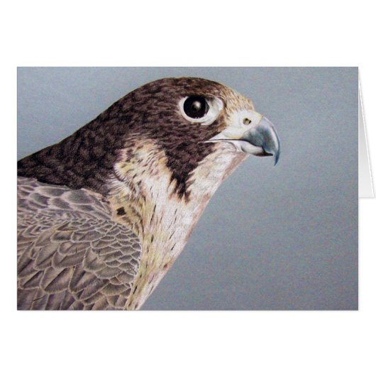 Peregrine Falcon (Voorkant Horizontaal)