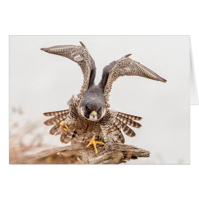Peregrine Falcon (Voorkant Horizontaal)