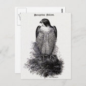 Peregrine Falcon  Bird Illustration Briefkaart (Voorkant / Achterkant)