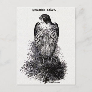Peregrine Falcon Bird Illustration Briefkaart