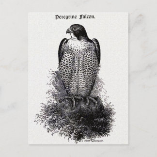 Peregrine Falcon Bird Illustration Briefkaart