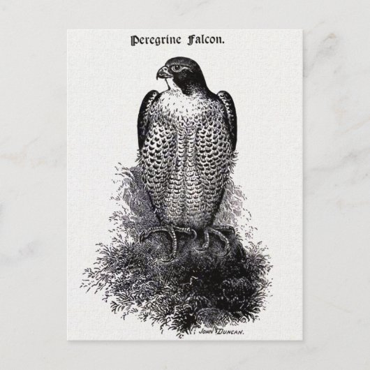 Peregrine Falcon  Bird Illustration Briefkaart (Voorkant)