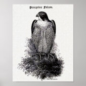 Peregrine Falcon  Bird Illustration Poster (Voorkant)