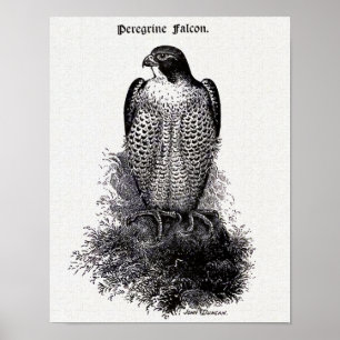 Peregrine Falcon  Bird Illustration Poster