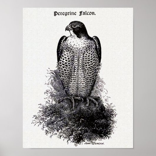 Peregrine Falcon  Bird Illustration Poster (Voorkant)