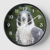 Peregrine Falcon Bird of Prey Photo (Voorkant)