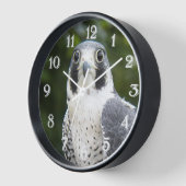 Peregrine Falcon Bird of Prey Photo (Hoek)