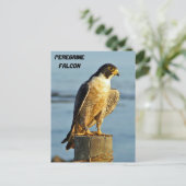 Peregrine Falcon Briefkaart (Staand voorkant)