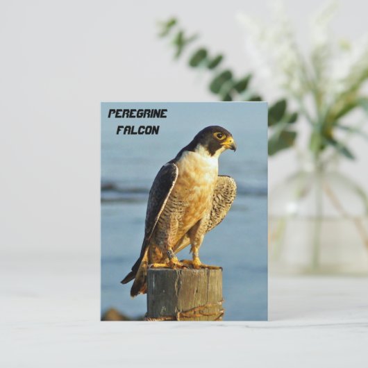 Peregrine Falcon Briefkaart (Staand voorkant)