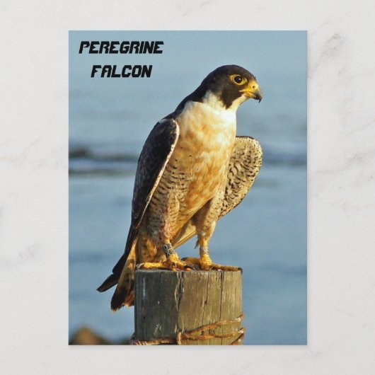 Peregrine Falcon Briefkaart (Voorkant)