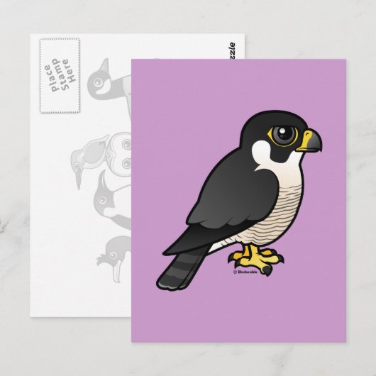Peregrine Falcon Briefkaart (Voorkant / Achterkant)