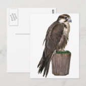 Peregrine Falcon Briefkaart (Voorkant / Achterkant)