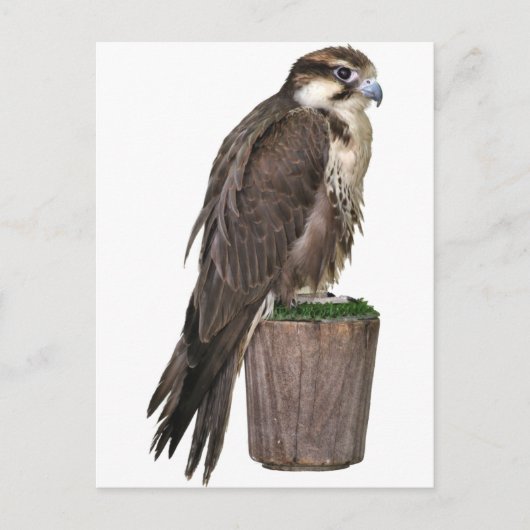 Peregrine Falcon Briefkaart (Voorkant)