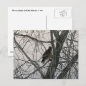Peregrine Falcon Briefkaart (Voorkant / Achterkant)