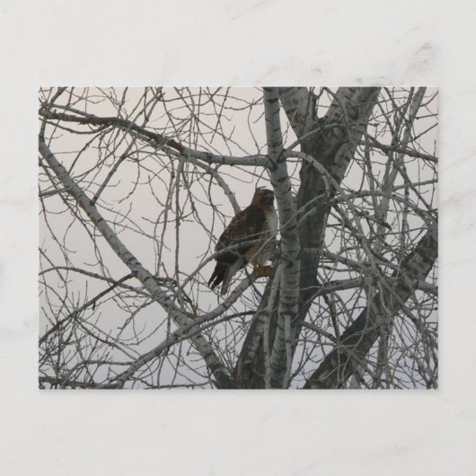 Peregrine Falcon Briefkaart (Voorkant)