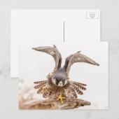 Peregrine Falcon Briefkaart (Voorkant / Achterkant)