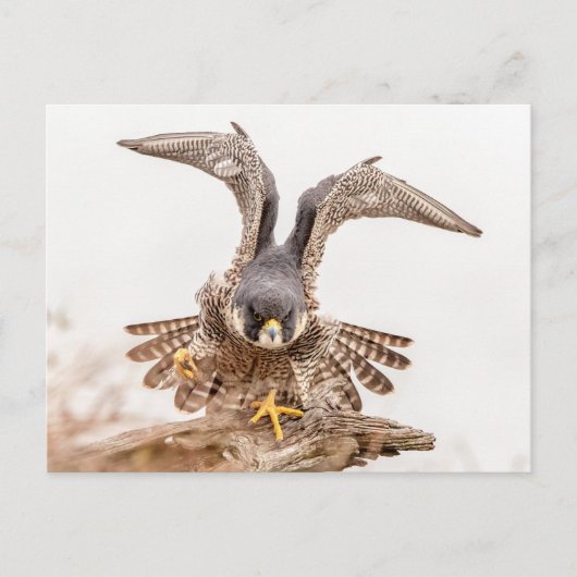 Peregrine Falcon Briefkaart (Voorkant)