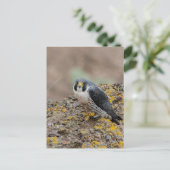 Peregrine falcon briefkaart (Staand voorkant)