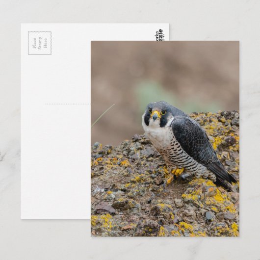 Peregrine falcon briefkaart (Voorkant / Achterkant)