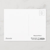 Peregrine falcon briefkaart (Achterkant)