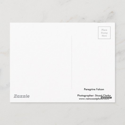 Peregrine falcon briefkaart (Achterkant)