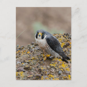 Peregrine falcon briefkaart