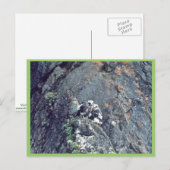 Peregrine falcon briefkaart (Voorkant / Achterkant)