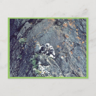 Peregrine falcon briefkaart