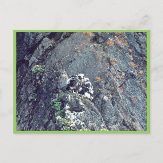 Peregrine falcon briefkaart (Voorkant)