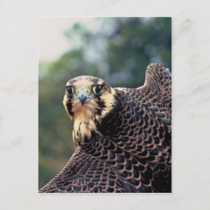 Peregrine Falcon Briefkaart